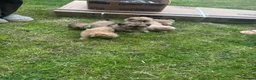 Shih Tzu dogs for sale: Beautiful Shih Tzu Puppies, lovely Temperaments in Port Talbot - Advert 24
