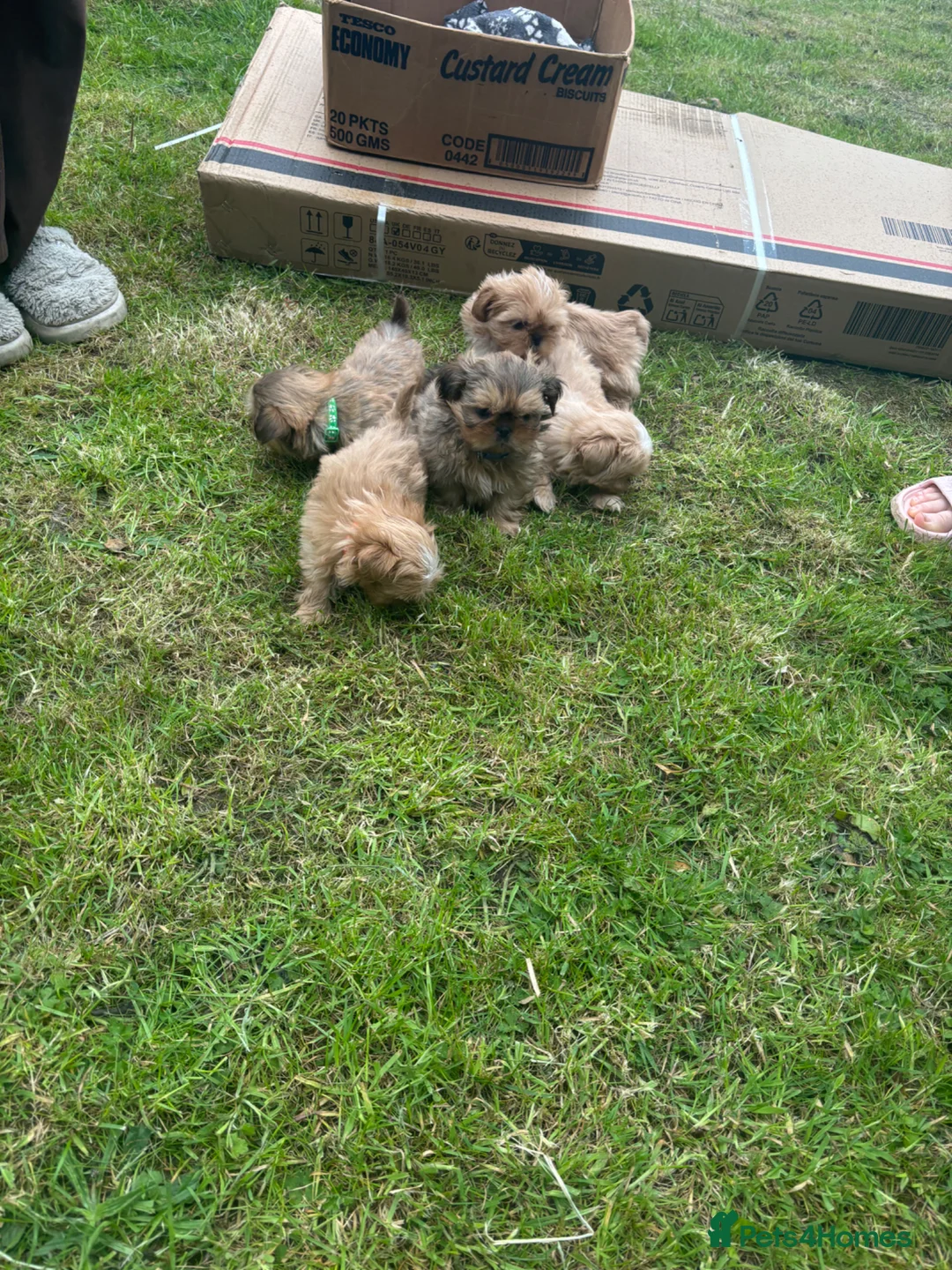 Shih Tzu dogs for sale: Beautiful Shih Tzu Puppies, lovely Temperaments in Port Talbot - Advert 24
