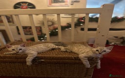 Bengal cats for sale: Snow lynx point bengal kittens  - Image 7