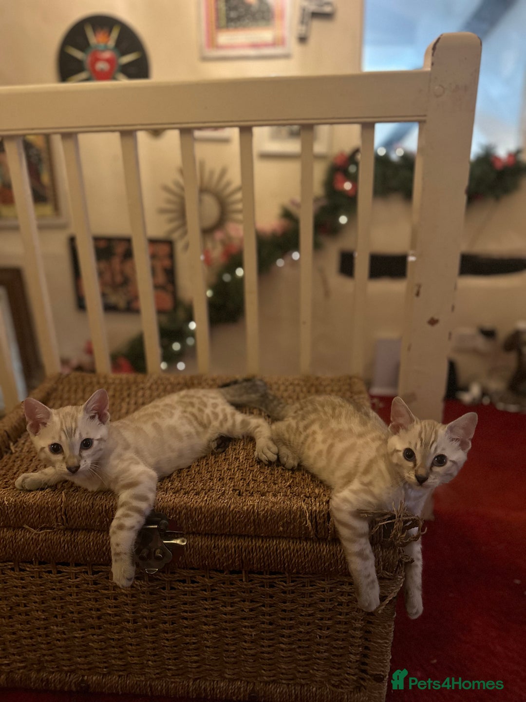 Bengal cats for sale: Snow lynx point bengal kittens  - Image 7