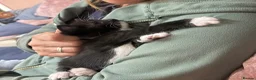 Domestic Shorthair cats for sale: Teeny tiny domestic short haired female kitten  - Advert 3