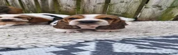 Basset Hound dogs for sale: Basset Hound pups KC registered  - Advert 4