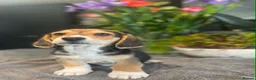 Mixed Breed dogs for sale: Beautiful Corgi cross basset pups 🐾 - Advert 12