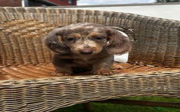 Miniature Dachshund dogs for sale: BEAUTIFUL MINIATURE DACHSHUND PUPPIES - Image 4