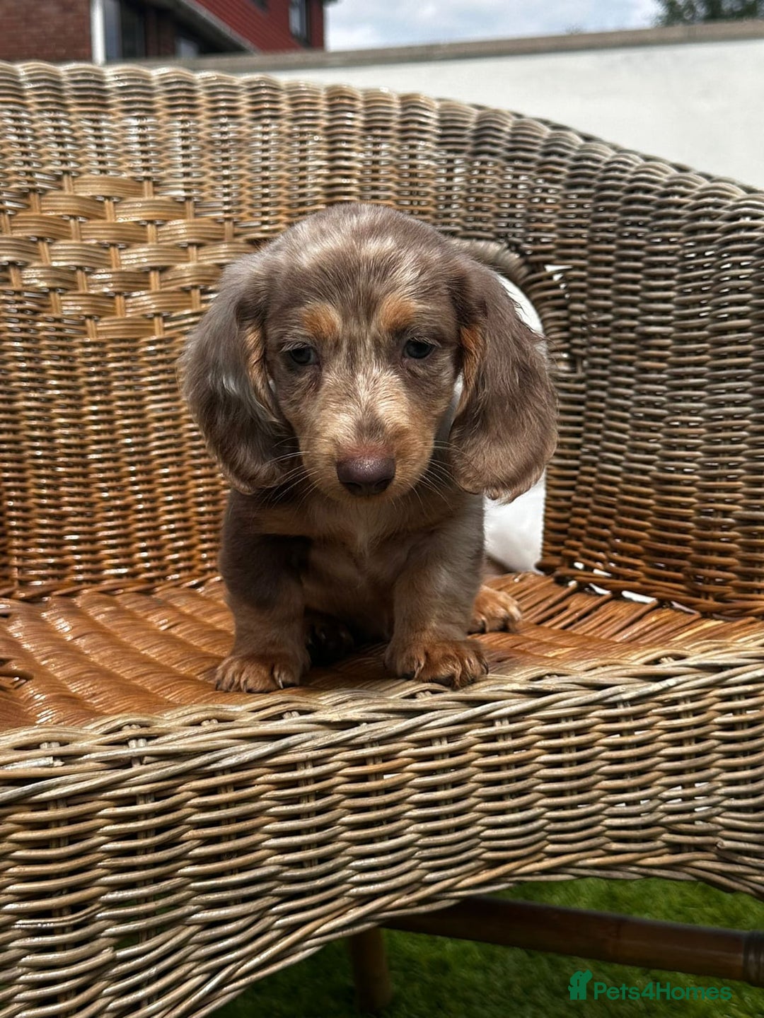 Miniature Dachshund dogs for sale: BEAUTIFUL MINIATURE DACHSHUND PUPPIES - Image 4