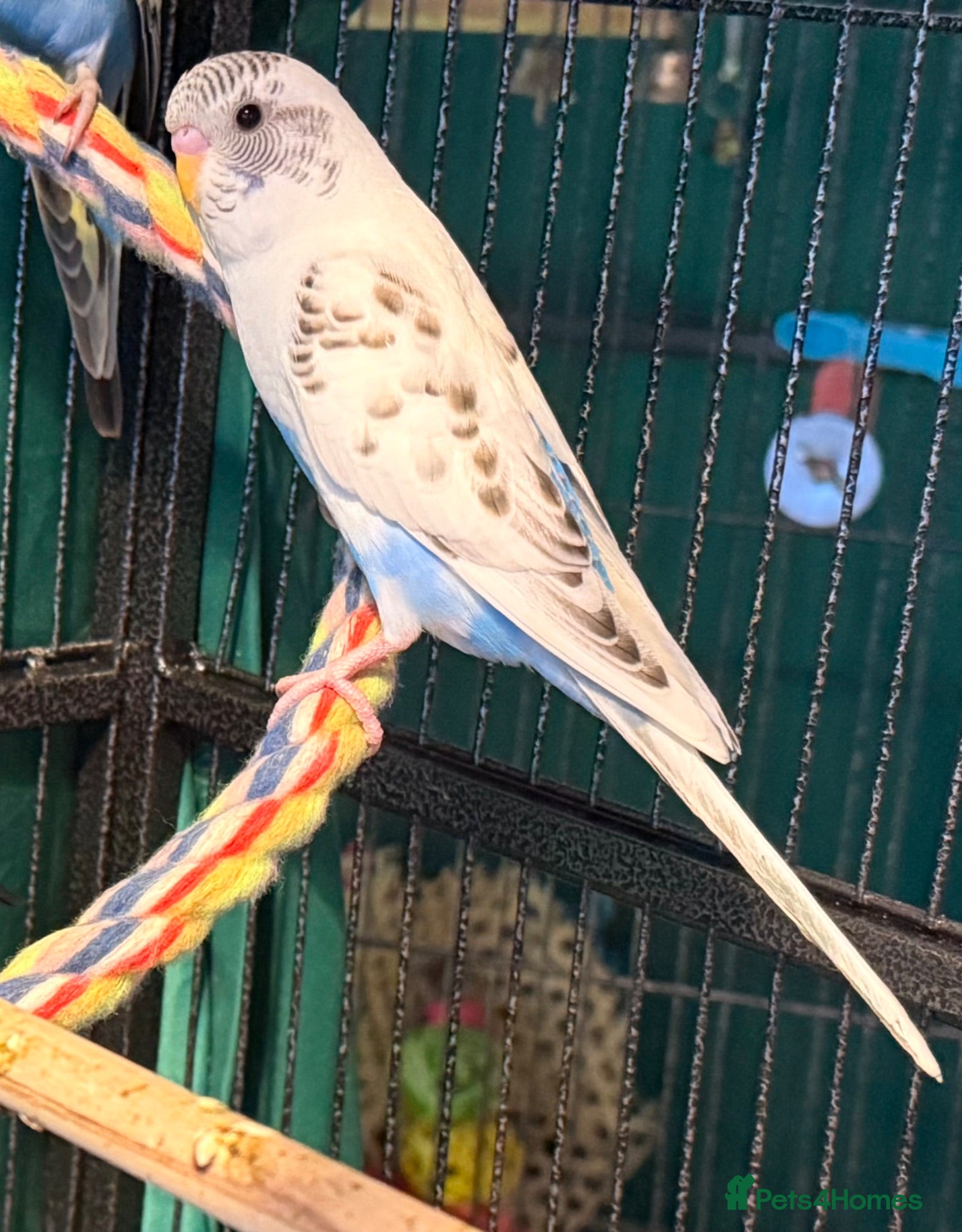 Budgerigars birds Pair  9 week old baby budgies   - Advert 1