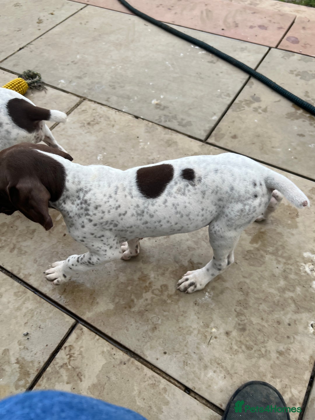 German Shorthaired Pointer dogs for sale: German shorthaired pointer - Image 4