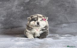 Chow Chow dogs for sale: Exotic colour pure chow chow puppies for sale - Image 1