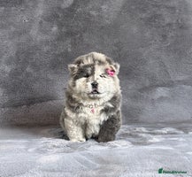 Chow Chow dogs - Advert 12