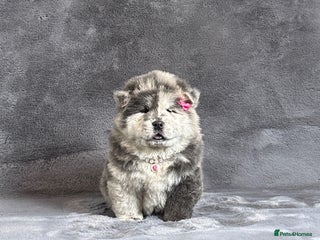 Chow Chow dogs Exotic colour pure chow chow puppies for sale - Advert 8