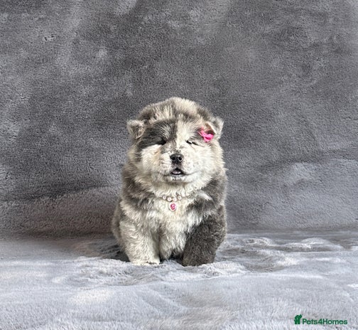 Chow Chow dogs - Advert 1