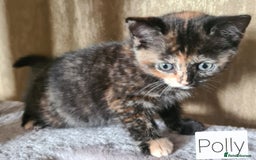 British Shorthair cats for sale: Beautiful British shorthair kittens - Image 9