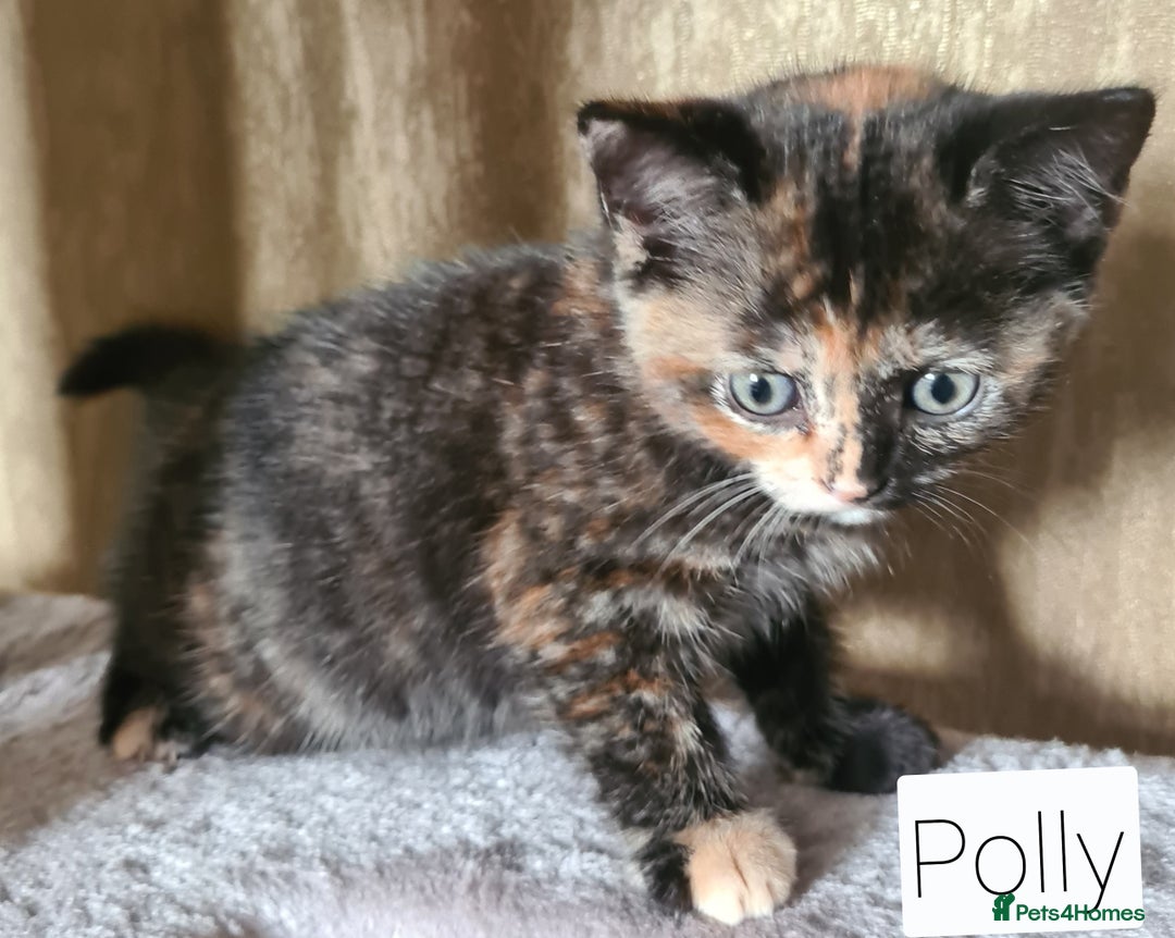 British Shorthair cats for sale: Beautiful British shorthair kittens - Image 9