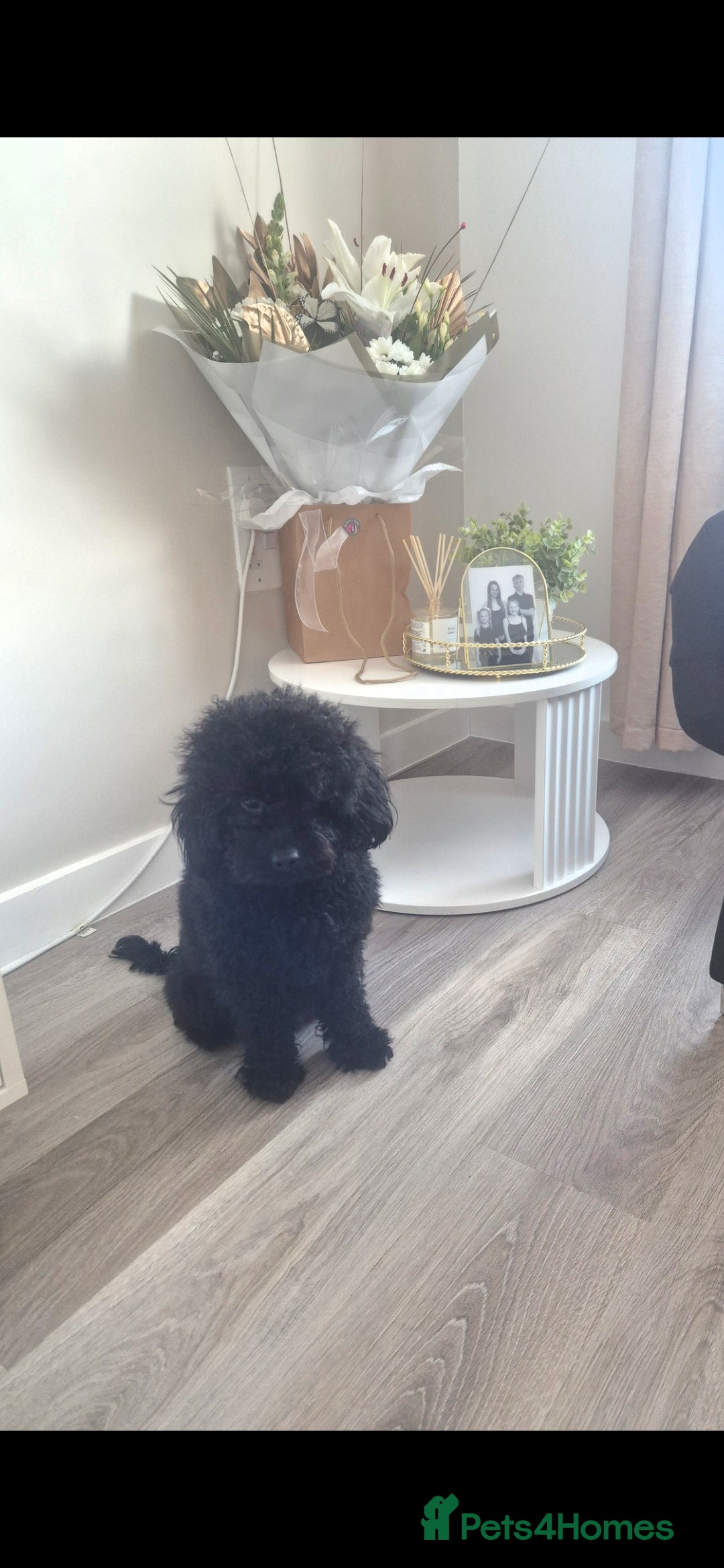 Cavapoo dogs Cavapoo puppys - Advert 1