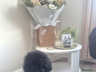 Cavapoo dogs Cavapoo puppys - Advert 1