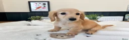 Miniature Dachshund dogs for sale: (3left, ready) Long haired miniature Dachshund  - Advert 14
