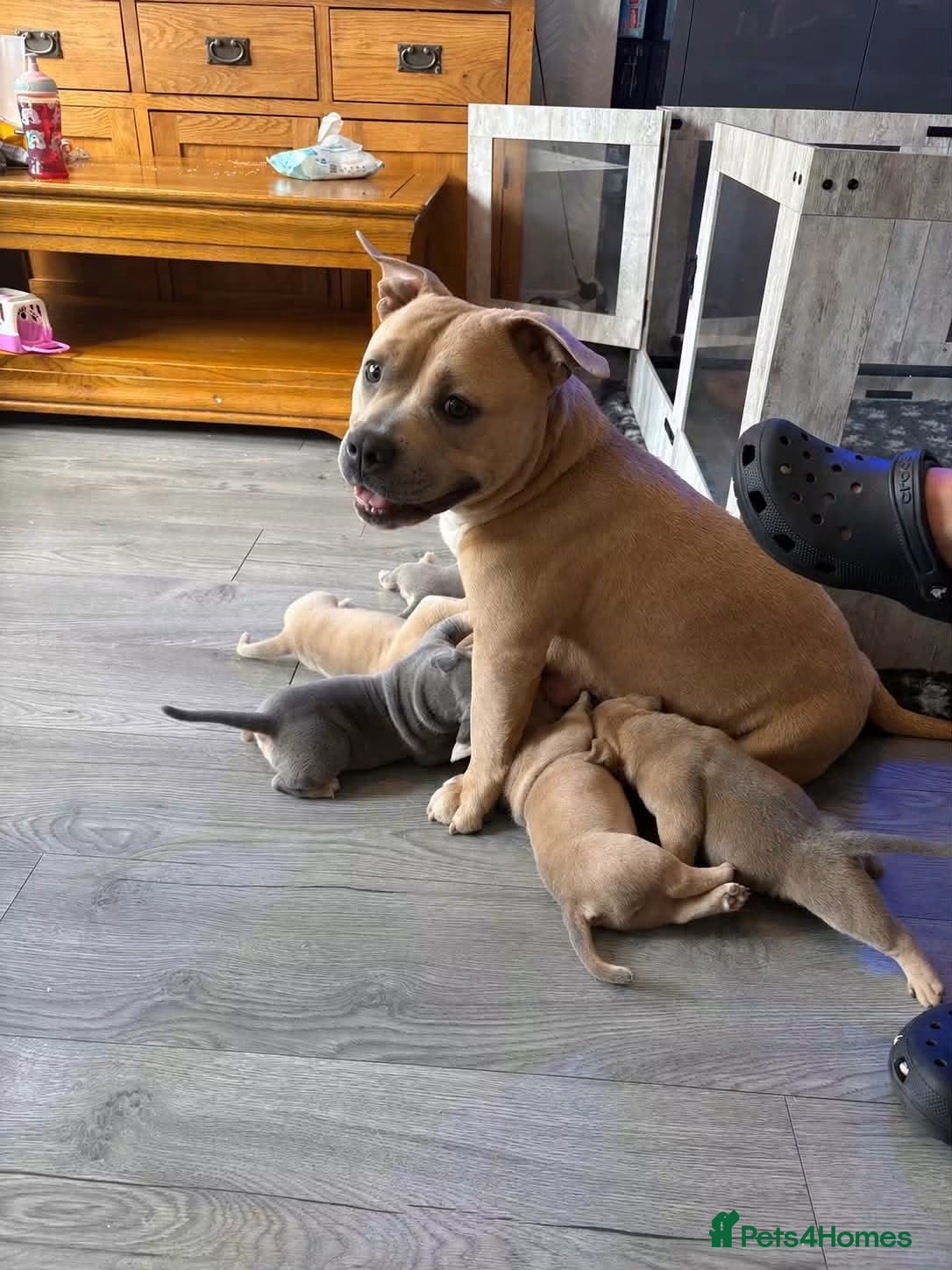 American Bulldog dogs ABKC registered pocket bullies - Advert 6