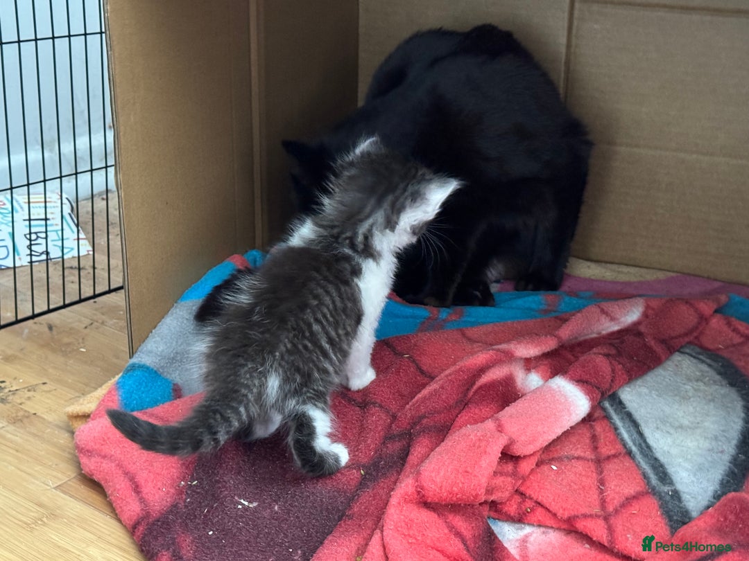 Domestic Shorthair cats for sale: 5 short/fluffy domestic kittens  - Image 13