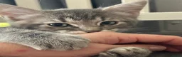 Mixed Breed cats for sale: Ragdoll x Bengal kittens  in Glasgow - Advert 3