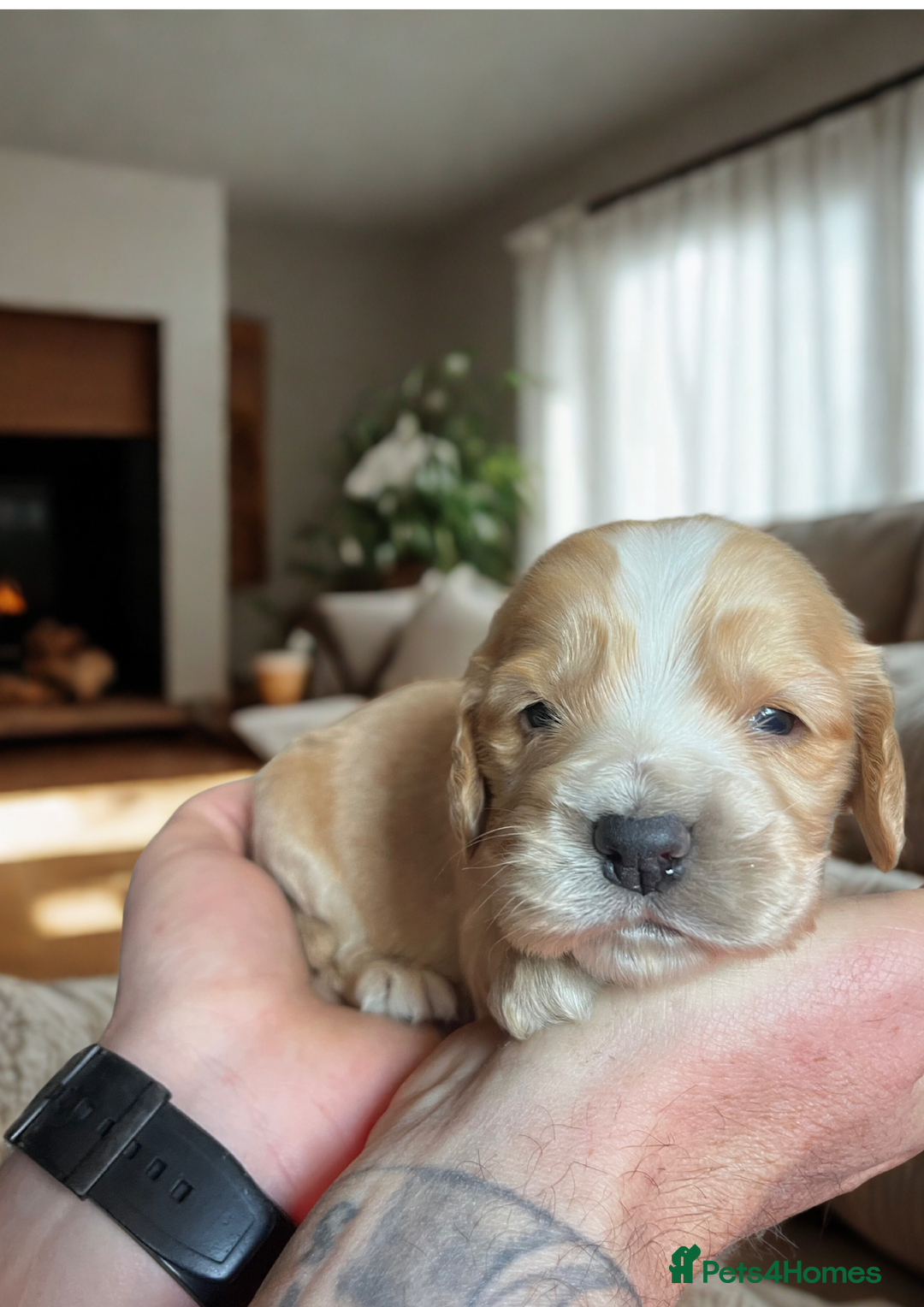 Cockapoo dogs for sale: Beautiful F1 cockapoo puppies  - Advert 4