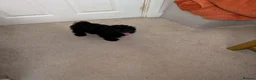 Toy Poodle dogs for sale: Toy poodle girls KC , fully vac 12 weeks old  - Advert 12