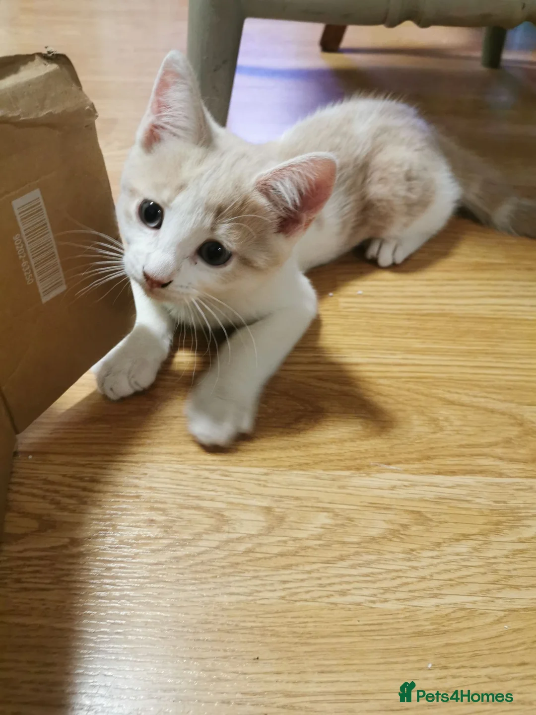 Mixed Breed cats for sale: Beautiful 11-week-old kittens looking for  in Hungerford - Advert 4