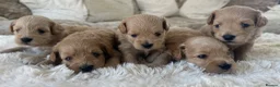 Maltipoo dogs for sale: ✨👑MALTIPOO PUPPIES 👑✨PARENTS KC✨HEALTH TESTED ✨ - Advert 3