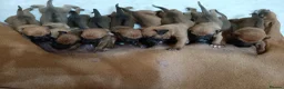Rhodesian Ridgeback dogs for sale: Pedigree Rhodesian Ridgeback puppies.  - Advert 20