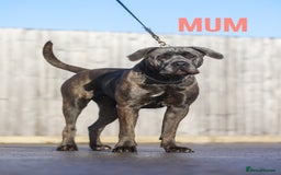 Mixed Breed dogs for sale: Last Four Mastiff pups available  - Image 39