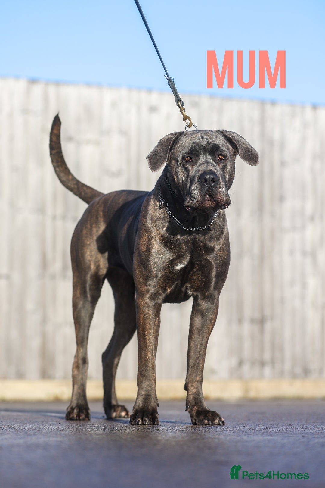 Mixed Breed dogs for sale: Last Four Mastiff pups available  - Image 39