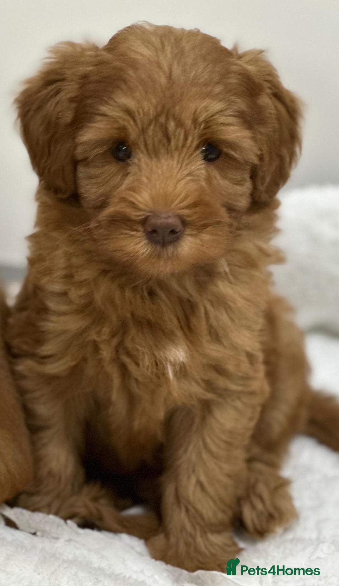 Australian Labradoodle dogs for sale: Superior Authentic Australian Labradoodle Puppies - Image 8