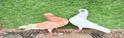 Pigeons birds for sale: Strong Healthy Pigeons £70 Pair - Advert 17