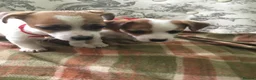 Jack Russell dogs for sale: 2 GORGEOUS JACK RUSSELL PUPS LOOKIN 4 FOREVER HOME - Advert 1