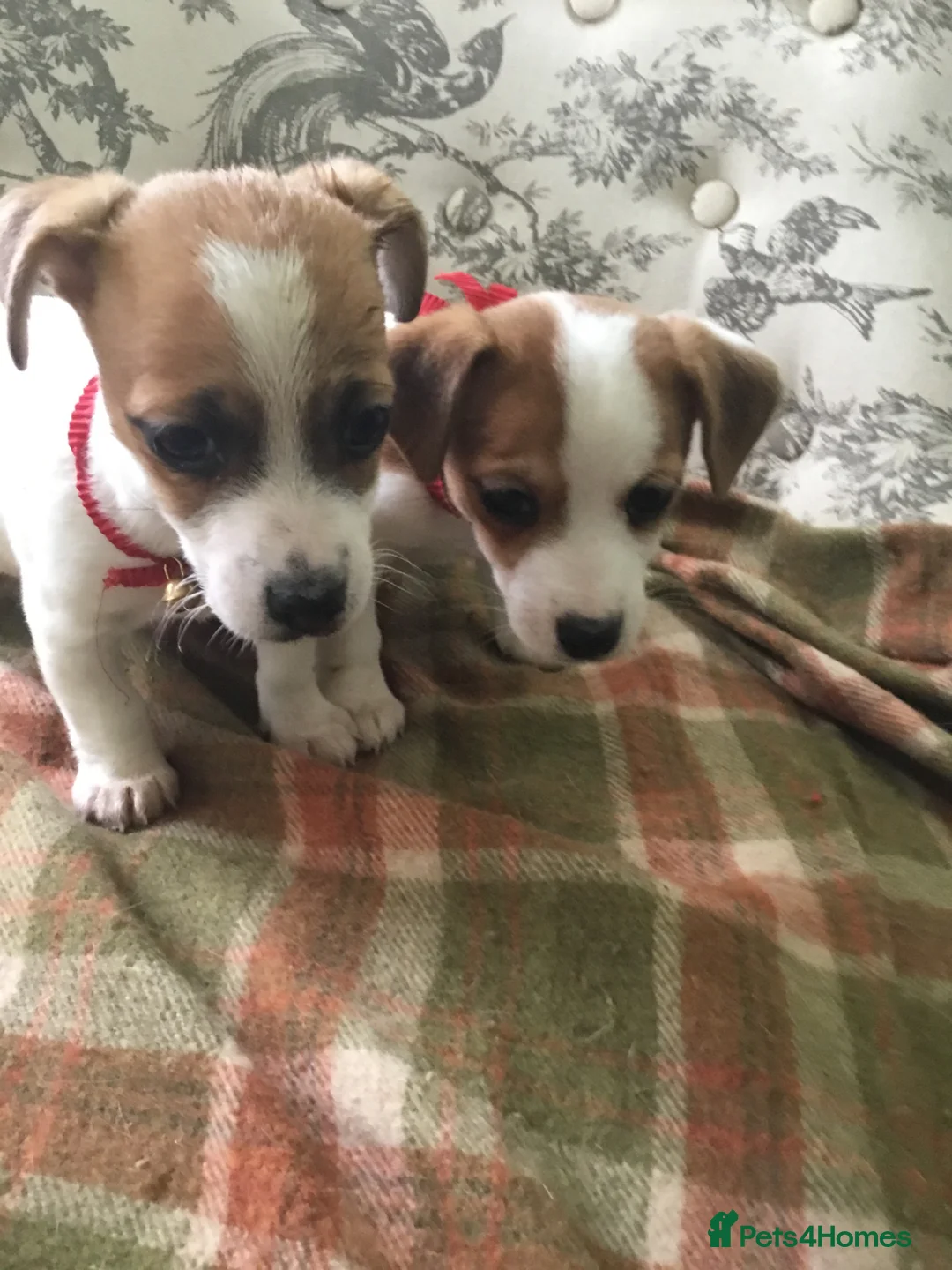Jack Russell dogs for sale: 2 GORGEOUS JACK RUSSELL PUPS LOOKIN 4 FOREVER HOME - Advert 1