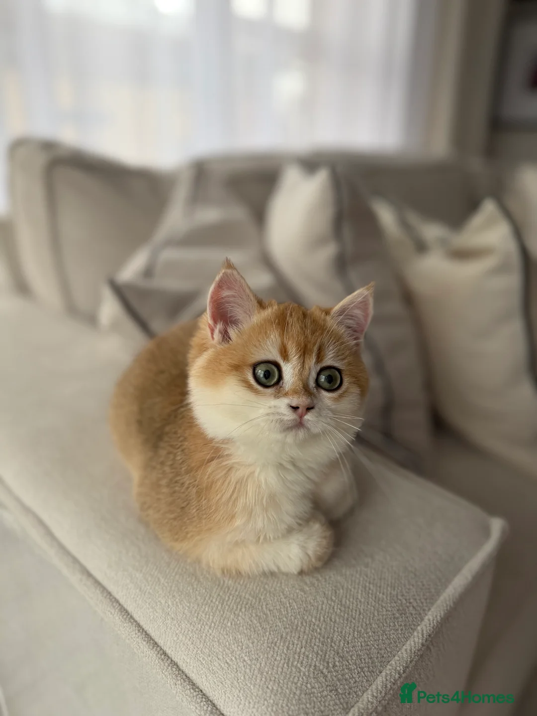 British Shorthair cats for sale: Sold British Shorthair Golden boy - Advert 3