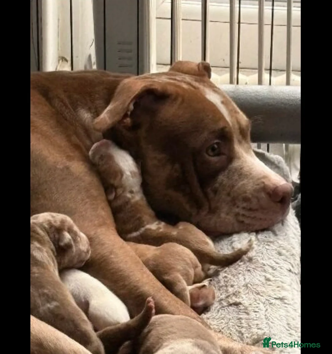 American Bully dogs for sale: READY NOW! 2 Gorgeous Merle American Bully Pups - Advert 6