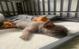 French Bulldog dogs for sale: Our little Aida - new loving family home  - Image 4
