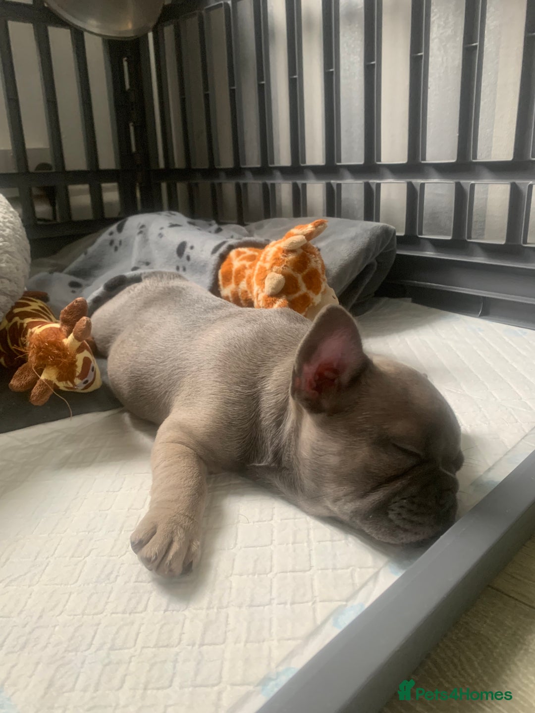 French Bulldog dogs for sale: Our little Aida - new loving family home  - Image 4