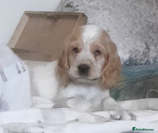 Cocker Spaniel dogs Cocker spaniel  - Advert 1