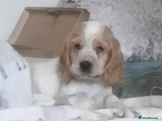 Cocker Spaniel dogs Cocker spaniel - Advert 1