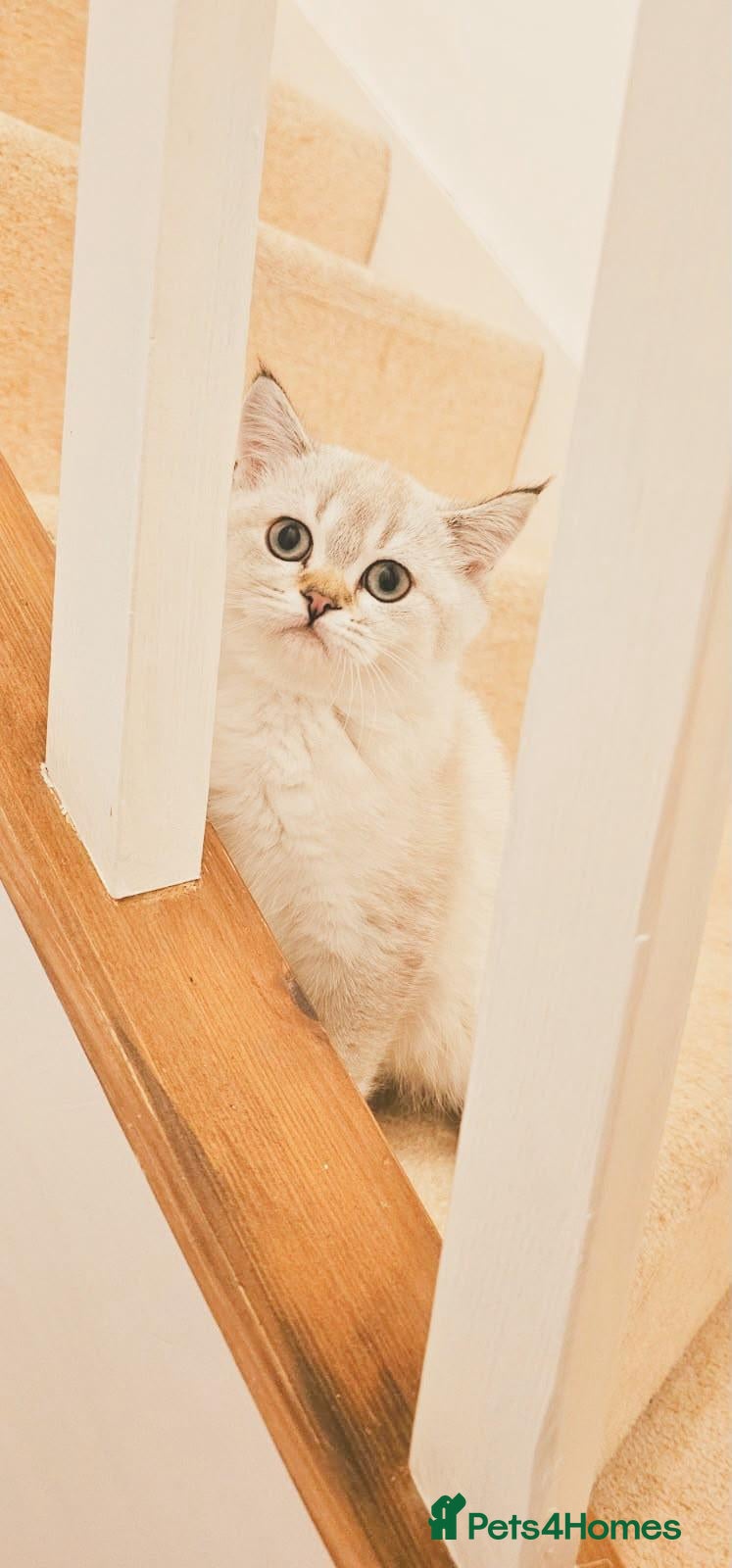 Scottish Fold cats Gorgeous Scottish Kittens - Advert 1