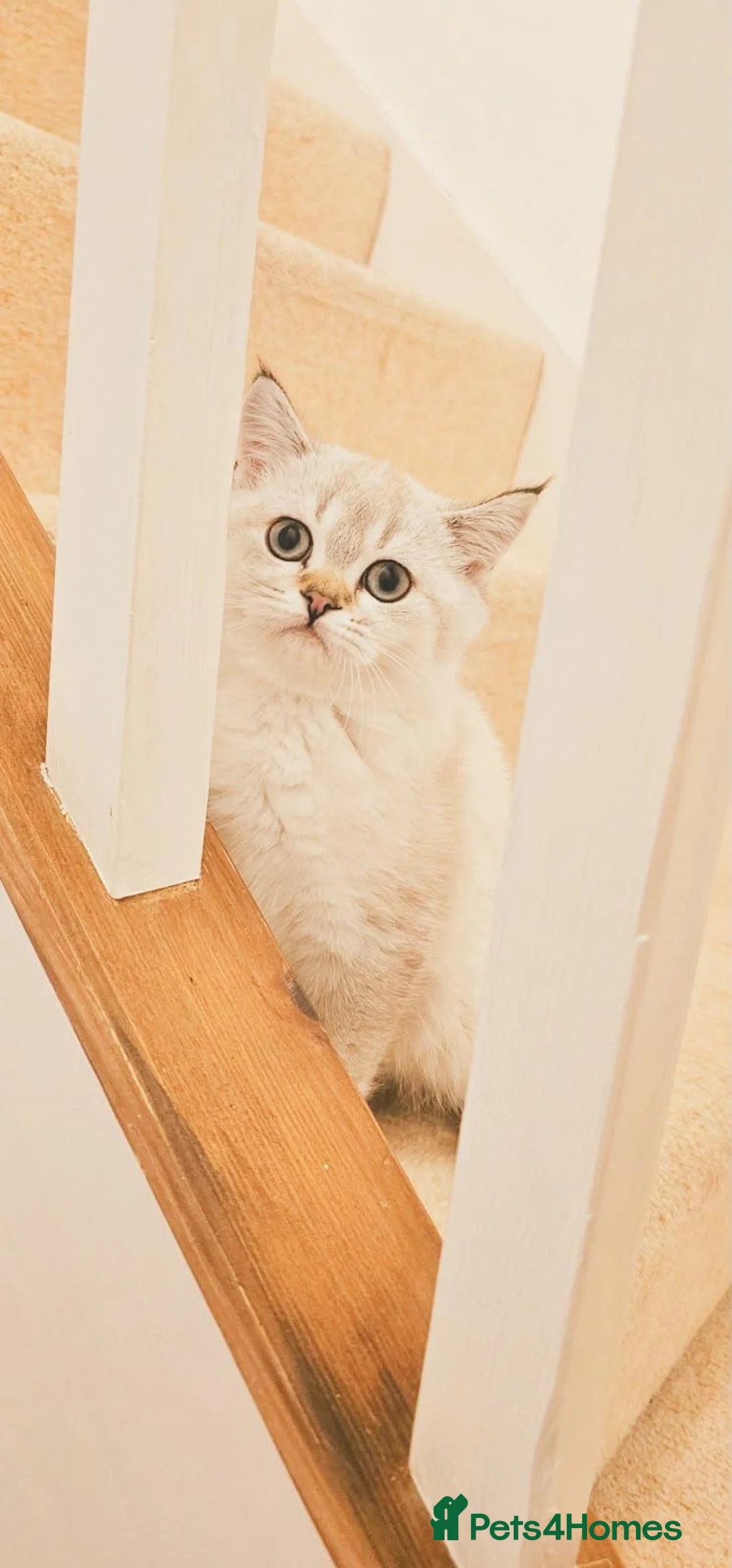 Scottish Fold cats for sale: Gorgeous Scottish Kittens - Advert 1