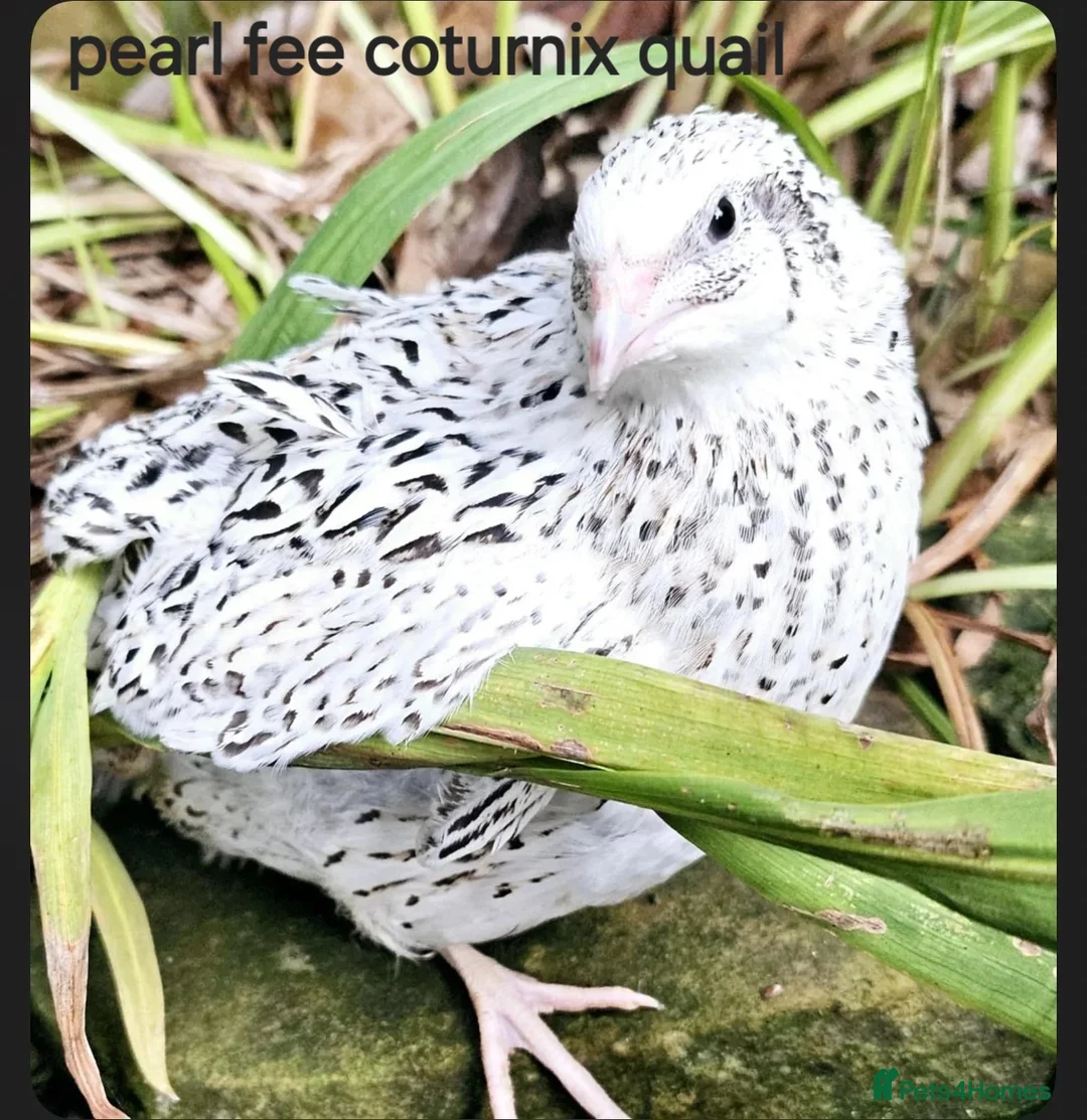 Quail poultry for sale: Various Quail chicks and adults available  - Advert 5