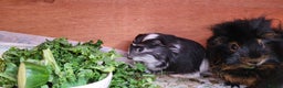 Guinea Pig rodents for sale: Male Guinea Pig - Advert 2