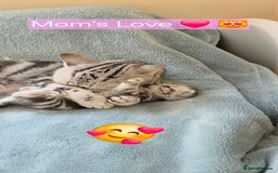 British Shorthair cats for sale: Silver Tabby kitten with his mother  - Image 3