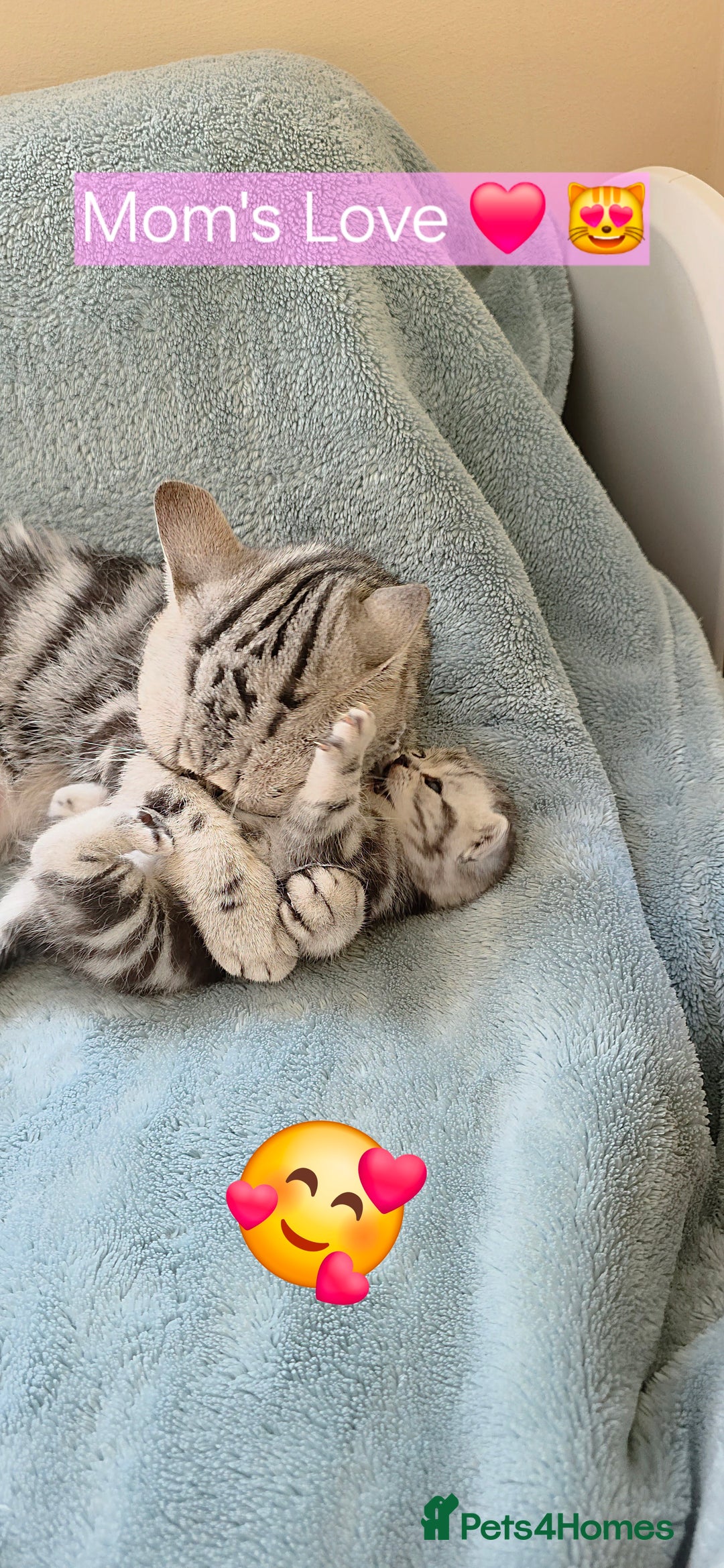 British Shorthair cats for sale: Silver Tabby kitten with his mother  - Image 3