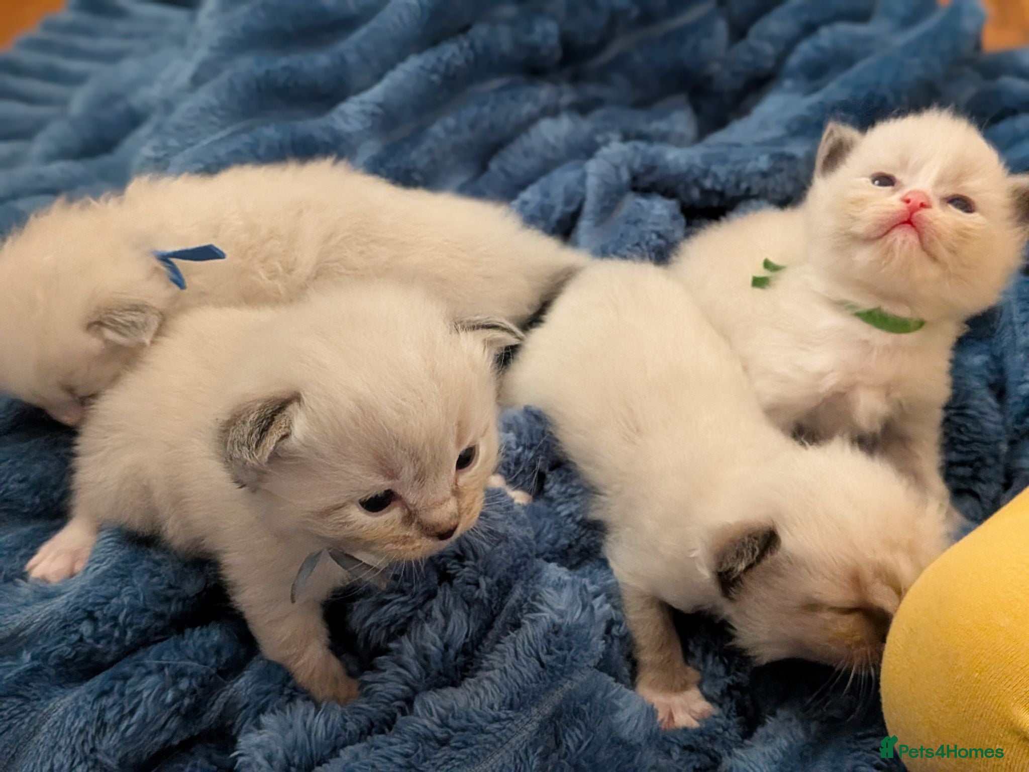 Ragdoll cats GCCF Ragdolls • Grand Champion • Blue/Seal/Lynx - Advert 1