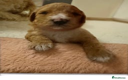 Australian Labradoodle dogs for sale: Australian Labradoodle  - Advert 5