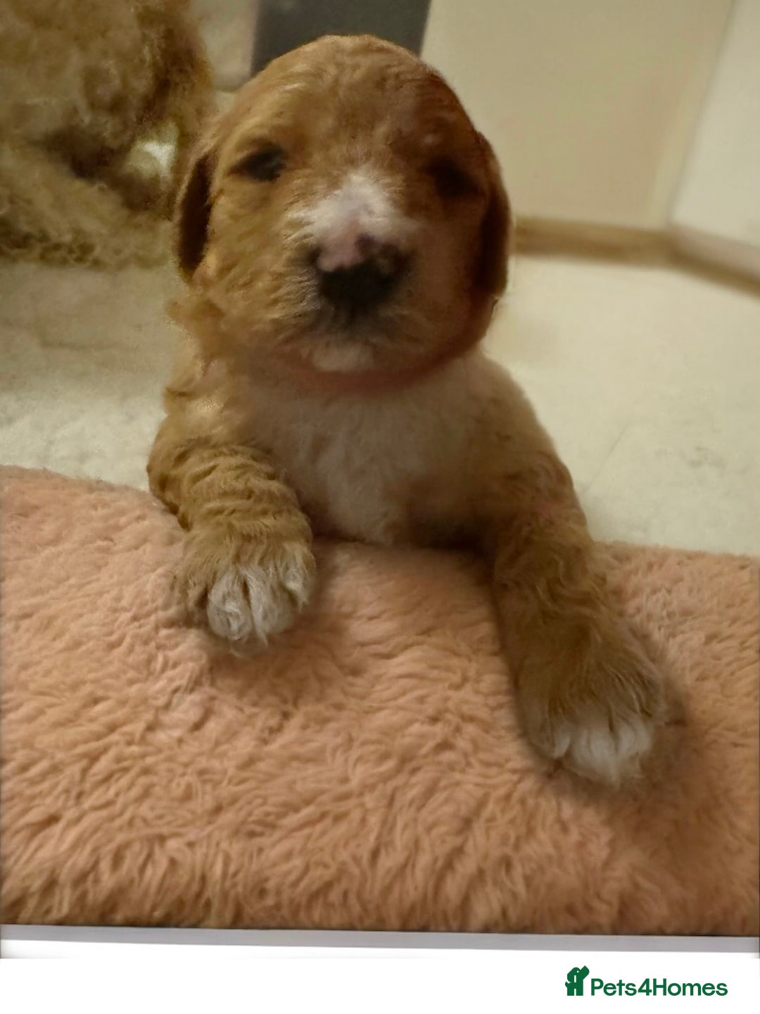 Australian Labradoodle dogs for sale: Australian Labradoodle  - Advert 5