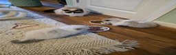 Ragdoll cats for sale: Purebred Ragdoll Kittens in Leigh - Advert 3
